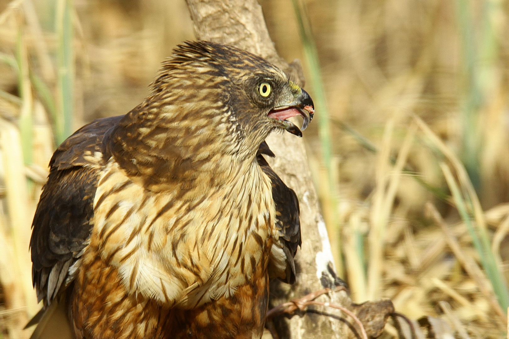 Rohrweihen Männchen