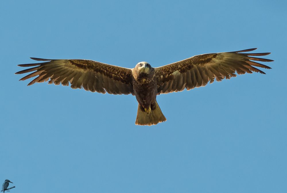 Rohrweihen - Überflug