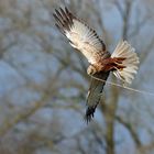 Rohrweihenmännchen beim Nestbau