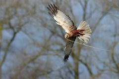 Rohrweihenmännchen beim Nestbau