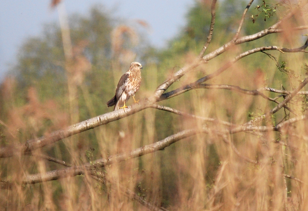 Rohrweihenmännchen in Brutplatznähe