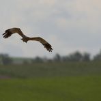 Rohrweihenmann bei der Futtersuche für Frau und Kinder (1)