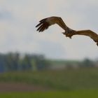 Rohrweihenmann bei der Futtersuche für Frau und Kinder