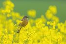 Rohstoff und Natur von Andreas Volz