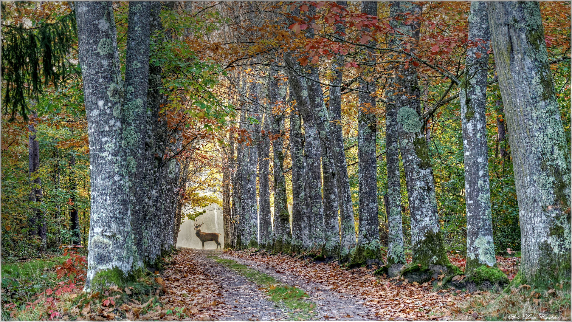 roi de la forêt