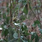 Roitelet Huppé femelle( Regulus regulus)