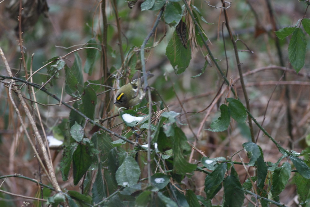 Roitelet Huppé femelle( Regulus regulus)