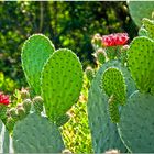 Roja flores de cactus