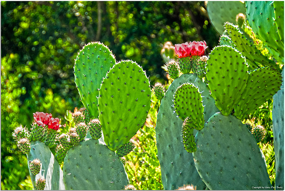 Roja flores de cactus