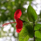 Roja Flower