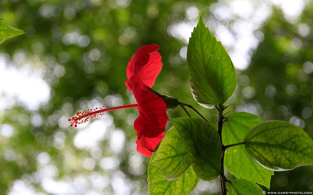 Roja Flower