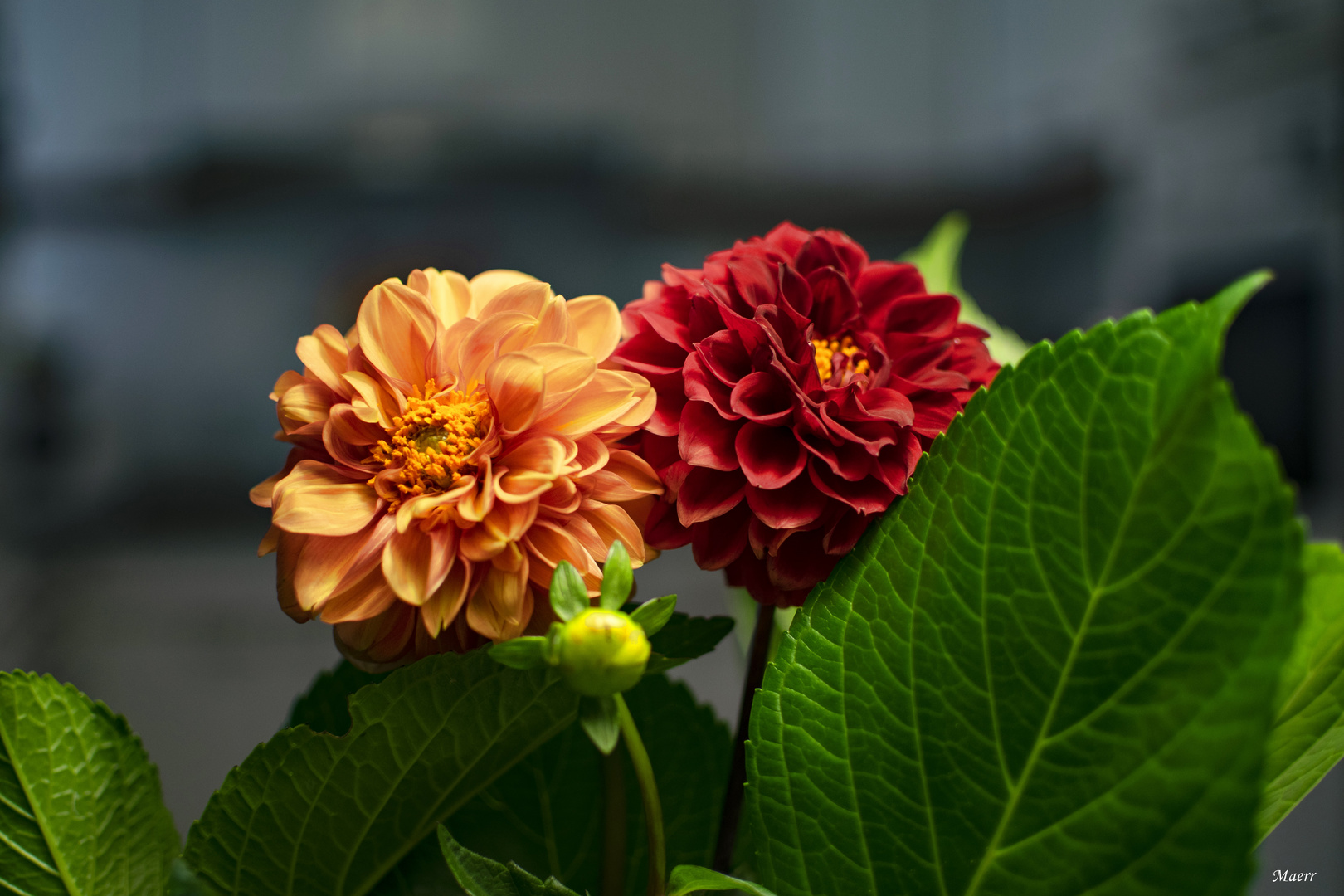 Roja y amarilla. Dalias en la cocina.