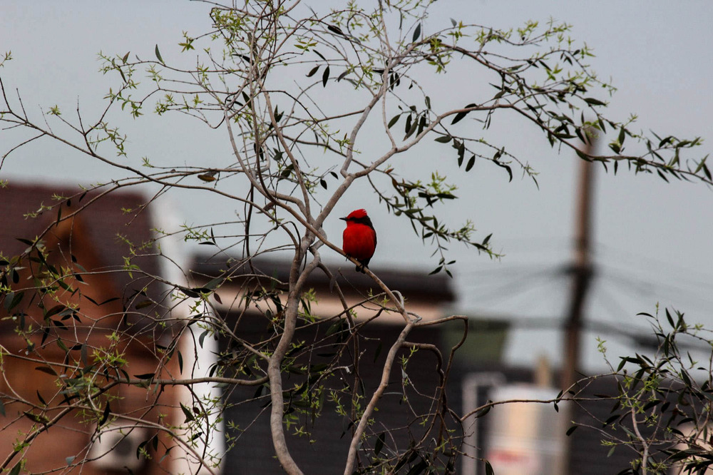 Rojo