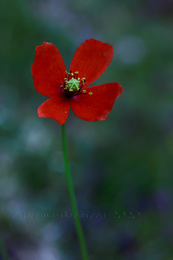 Rojo ababol