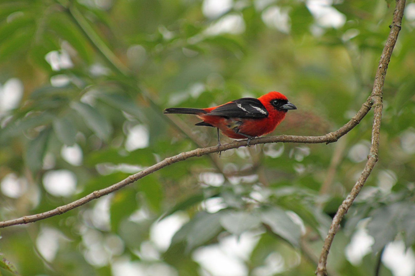 rojo