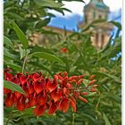 Rojo corazón (Rote Herzen)