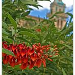 Rojo corazón (Rote Herzen)