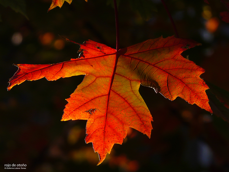 rojo de otoño