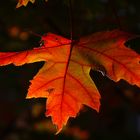 rojo de otoño