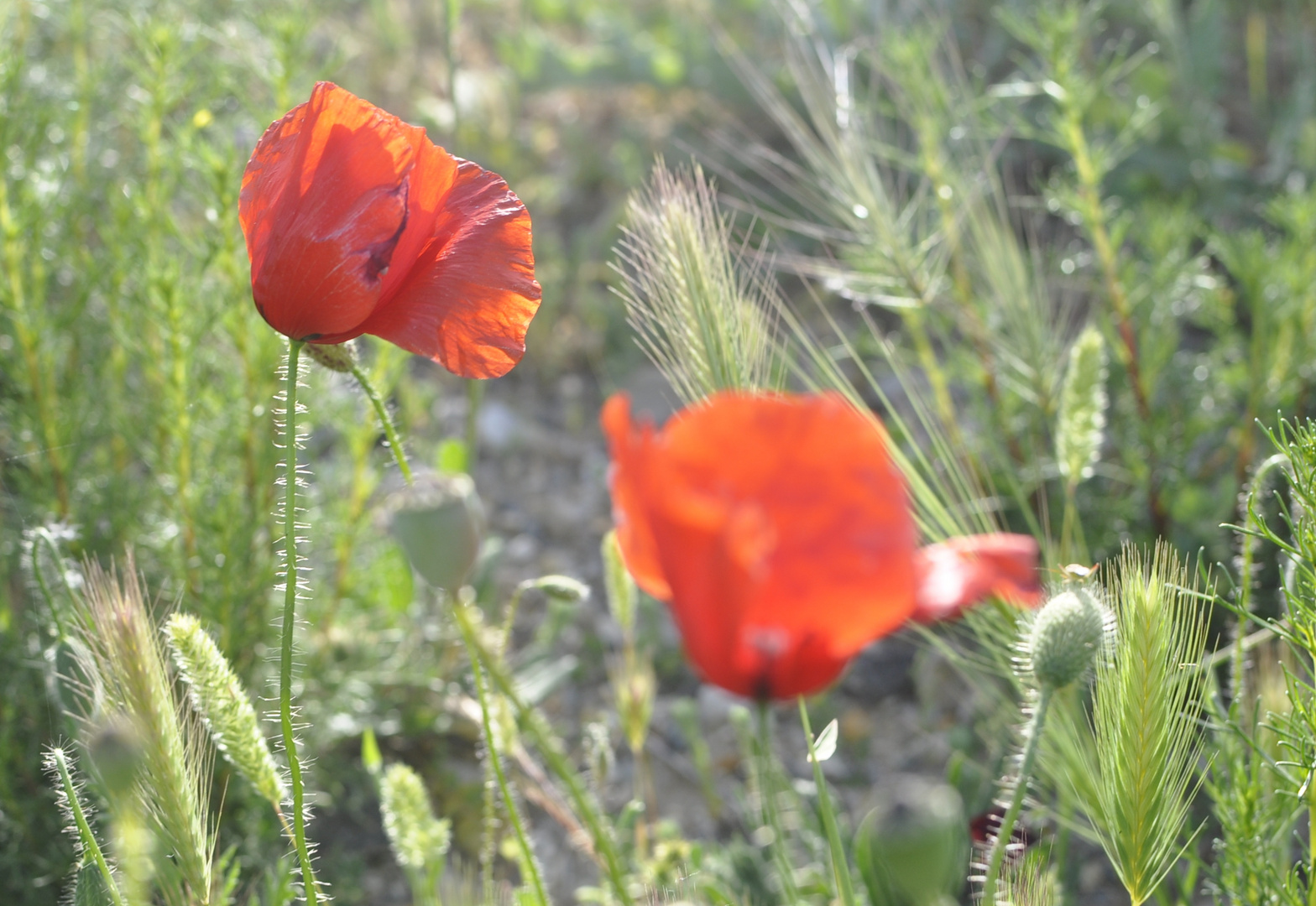 Rojo  elegante