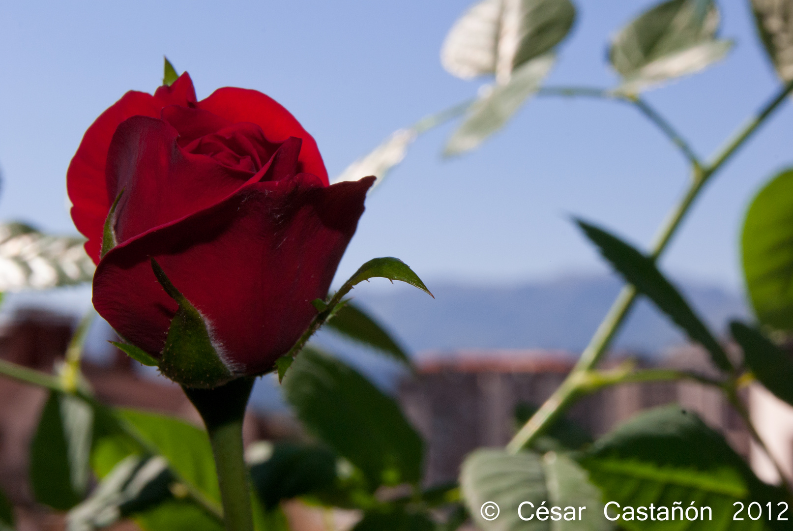 Rojo en primer plano