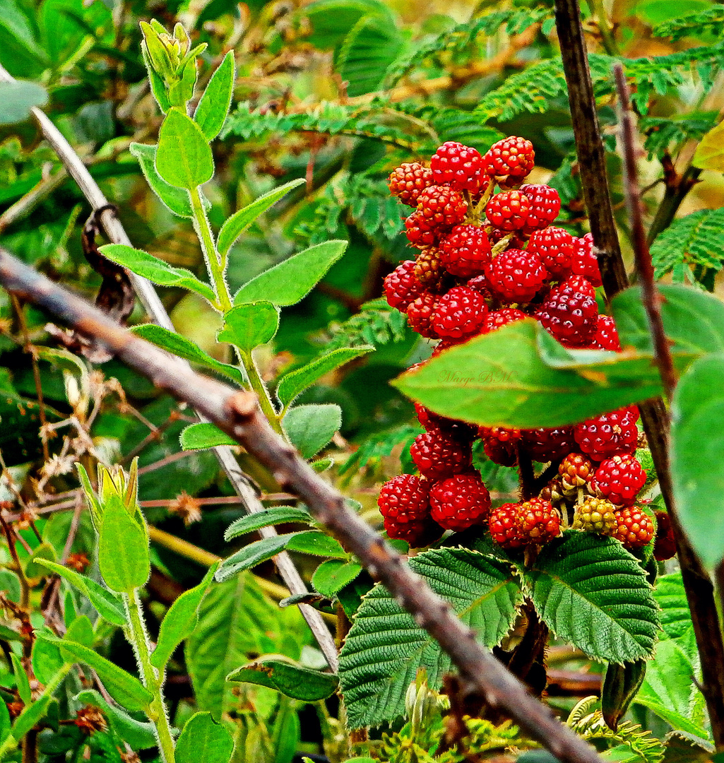 Rojo