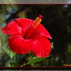 Rojo Intenso (Hibisco)