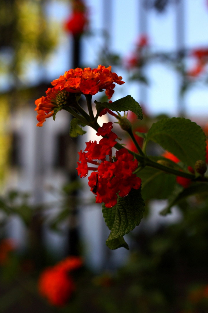 rojo intenso otoñal