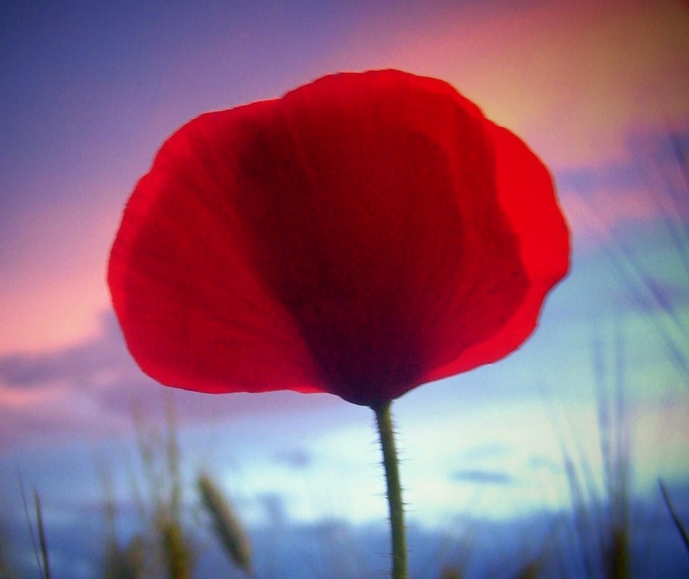 Rojo intenso...FERNANDO LÓPEZ   fOTOGRAFÍAS...