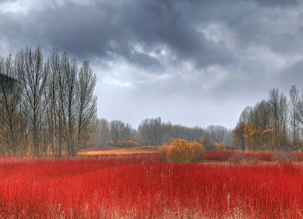 Rojo mimbre de Emilio A. Cano 