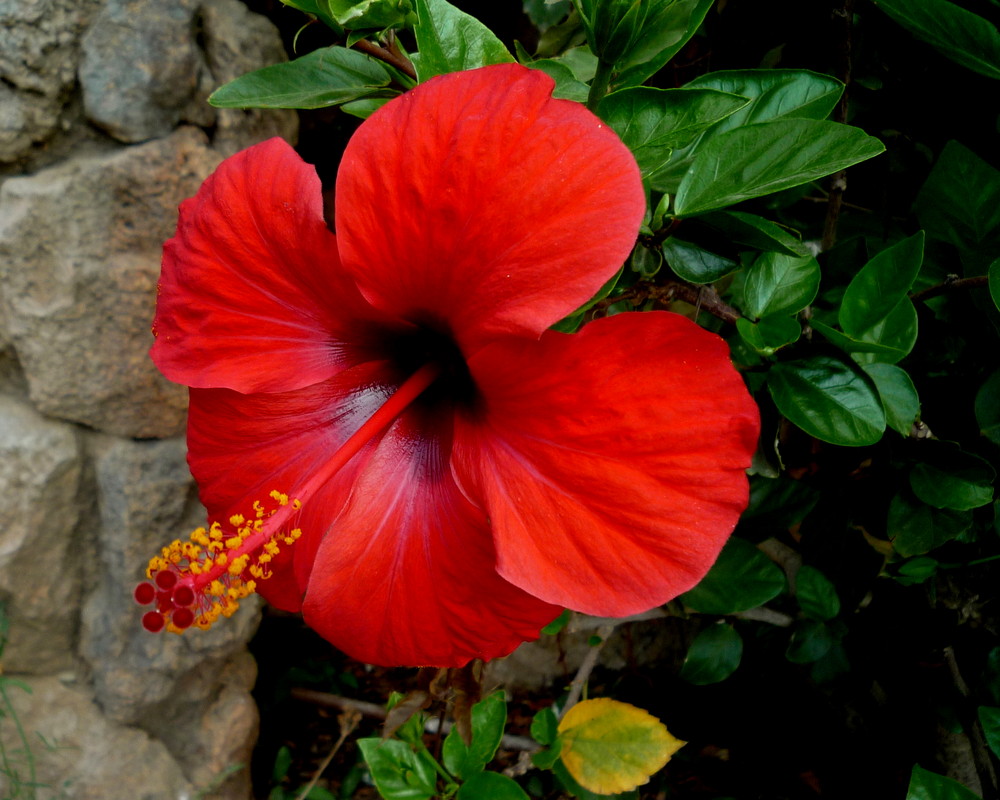 ROJO PASIÓN