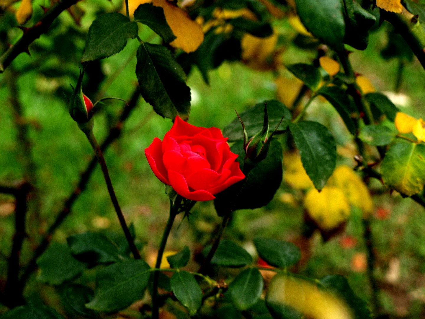 Rojo Pasion