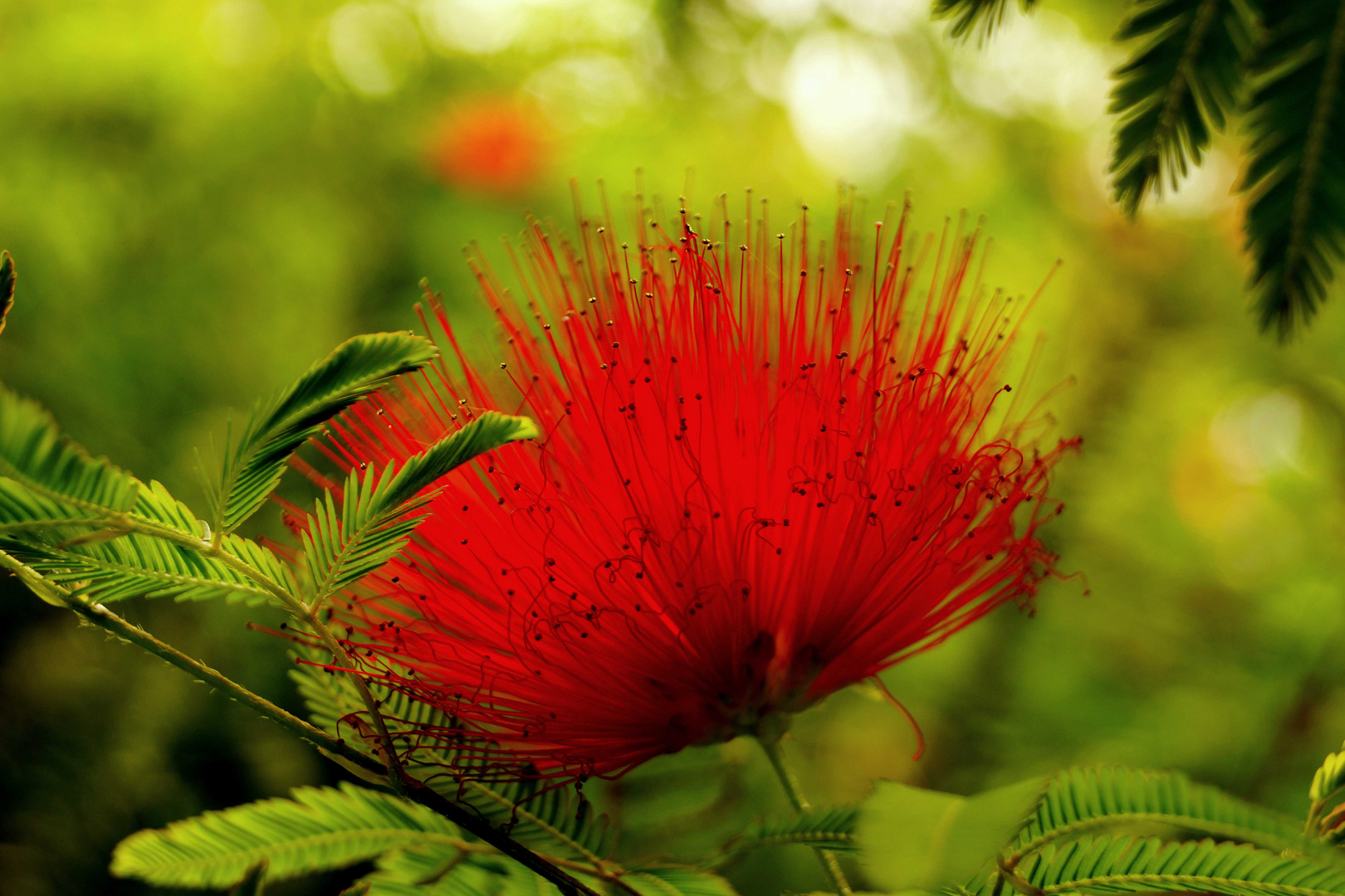 Rojo pasion.