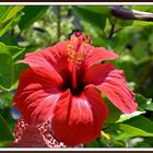 ROJO PASION... NATURAL, PASION POR EL ROJO NATURAL.