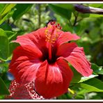 ROJO PASION... NATURAL, PASION POR EL ROJO NATURAL.