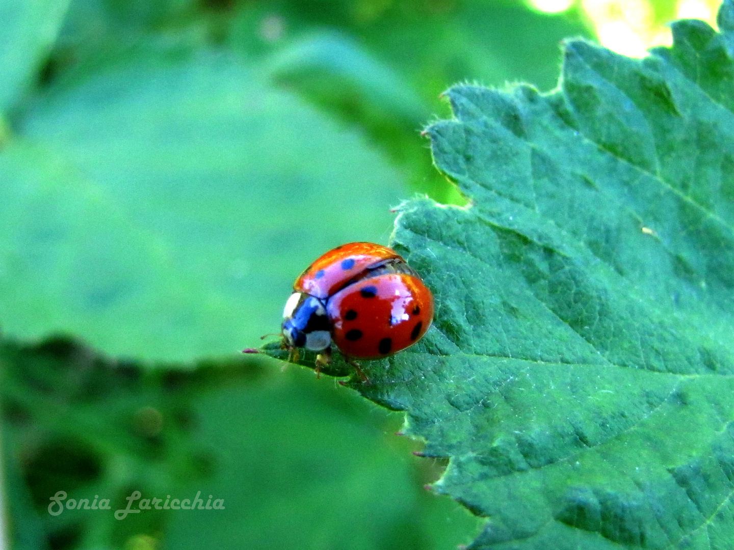 Rojo y negro