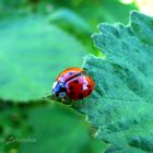 Rojo y negro