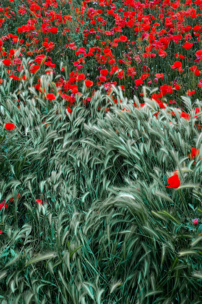 Rojo y verde