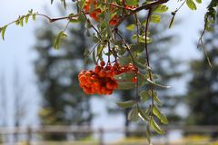 rojos de montaña