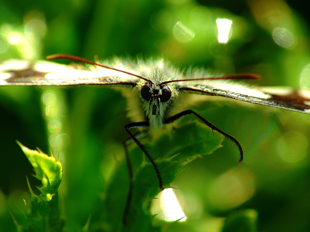 Rolando Provia