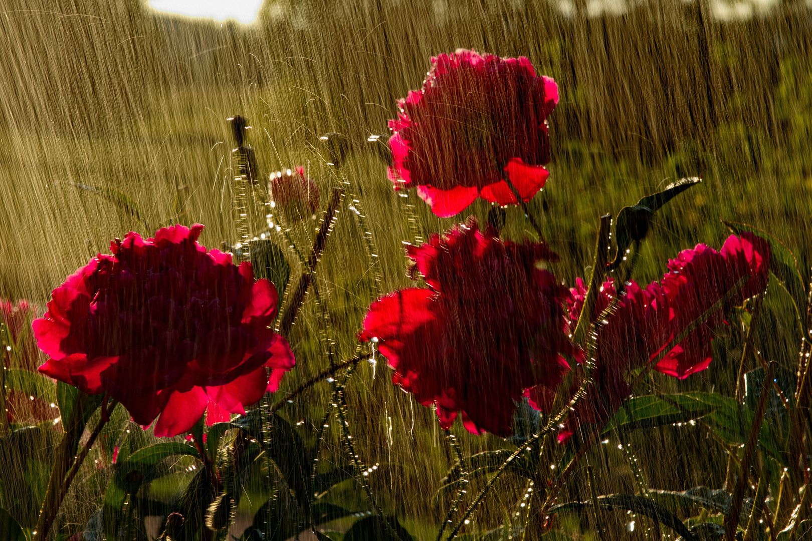 Rolf Becker "Paeonien im Sonnenregen"