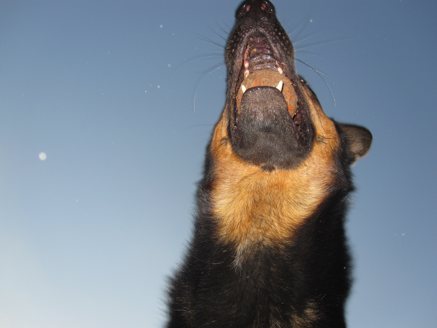 Rolf mit Ball