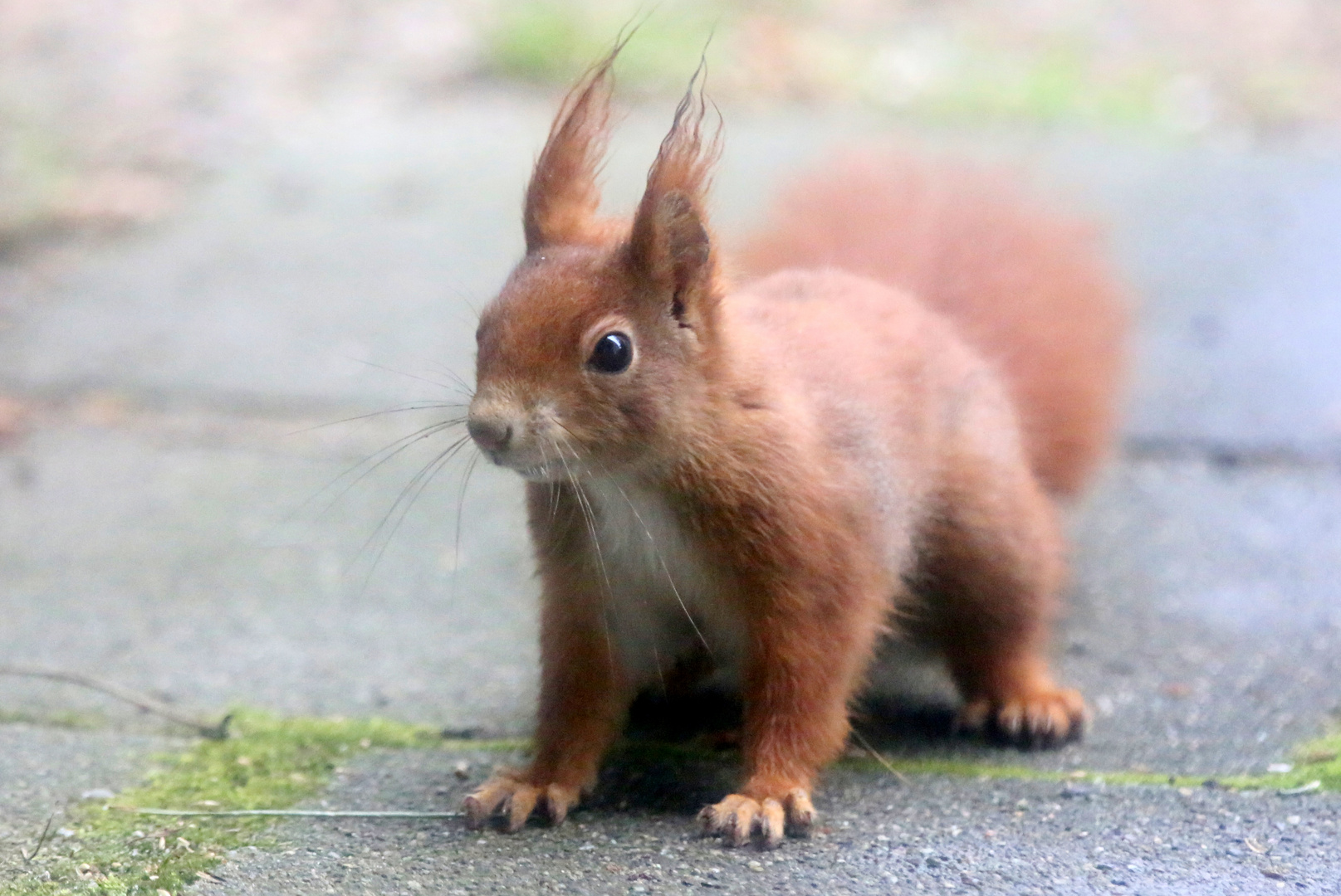 Rolfi ist wieder da!