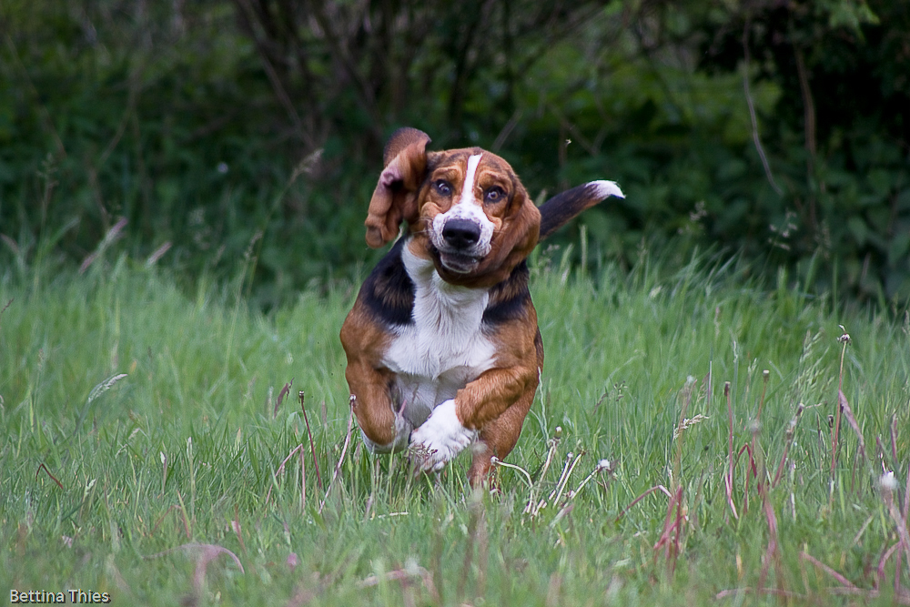 - Rolfi -  ....wenn man als Basset