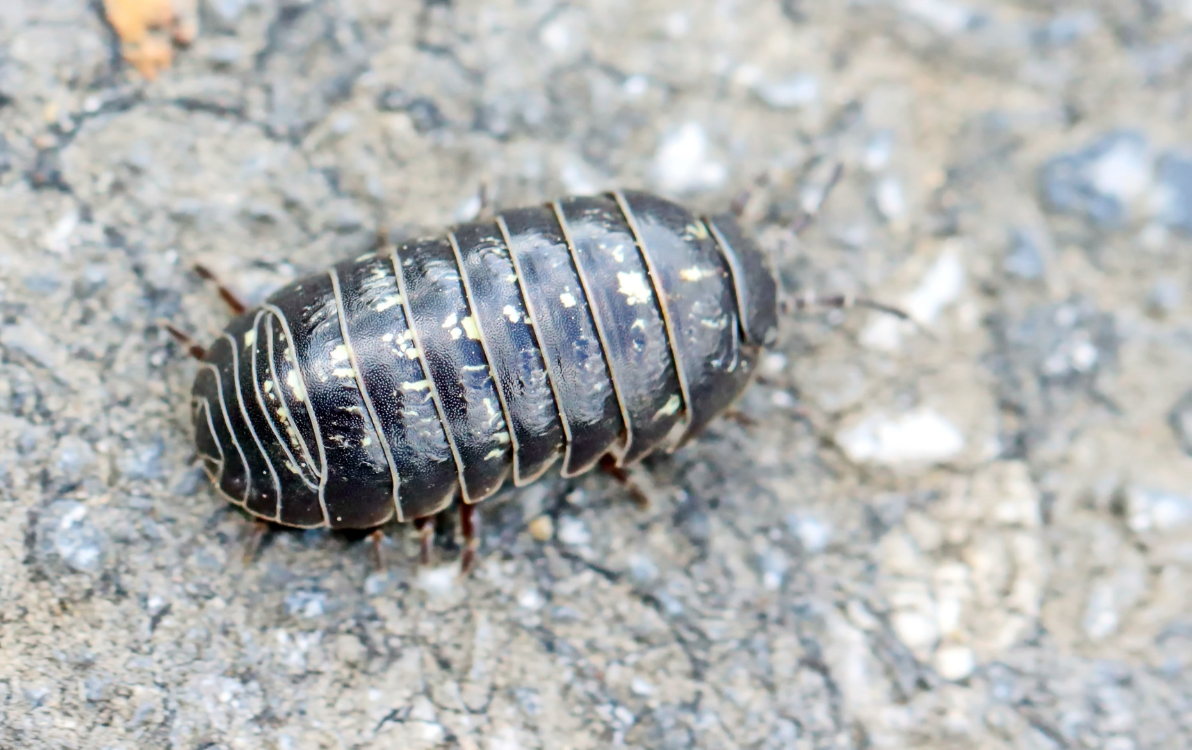 Rollassel,Armadillidium vulgare