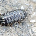 Rollassel,Armadillidium vulgare