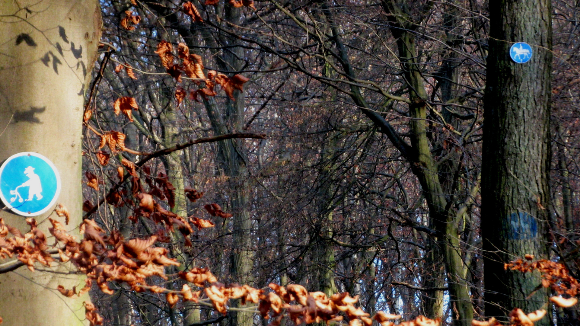 Rollator im Wald