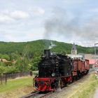 Rollbockzug im Harz in Wernigerode