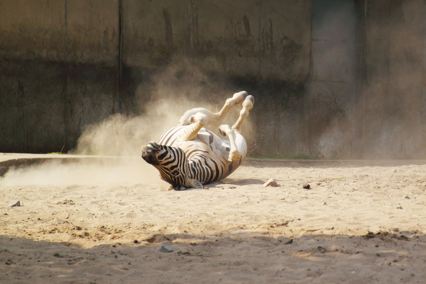 Rolle seitwärts (Duisburger Zoo)