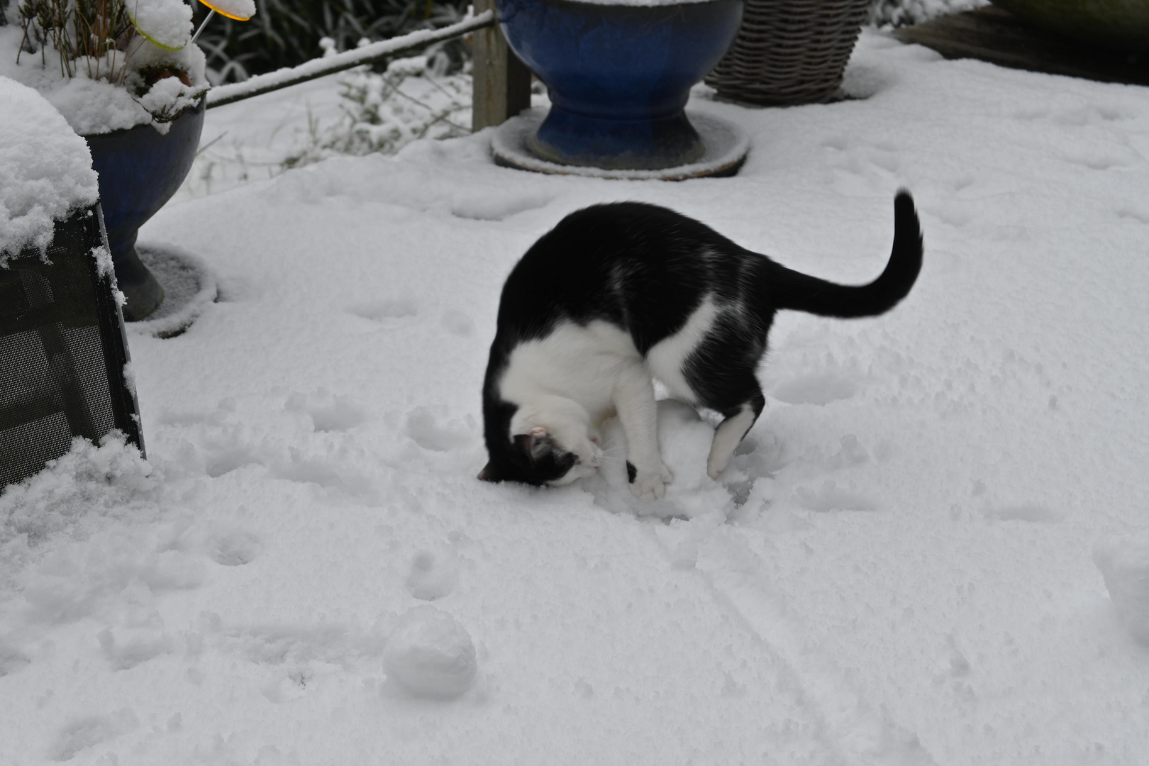 Rolle vorwärts im Schnee!